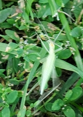 Oecanthus niveus