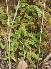 Selaginella denticulata