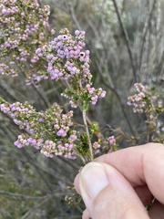 Erica mauritanica