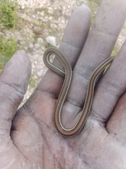 Thamnophis proximus