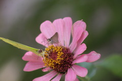 Diadasia