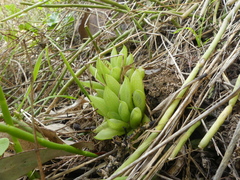 Haworthia turgida