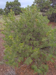 Pinus edulis