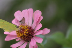 Diadasia