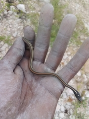 Thamnophis proximus