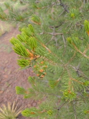 Pinus edulis