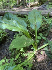 Lysichiton americanus