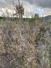 Erica mauritanica