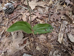 Cypripedium acaule