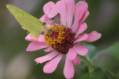 Diadasia