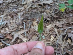 Cypripedium acaule