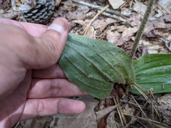 Cypripedium acaule