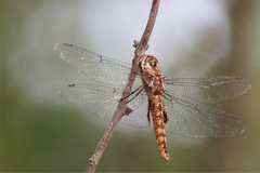 Pantala hymenaea