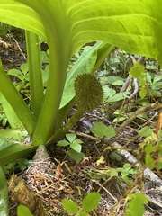 Lysichiton americanus