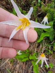 Erythronium montanum