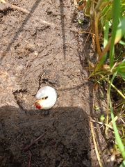 Phyllophaga
