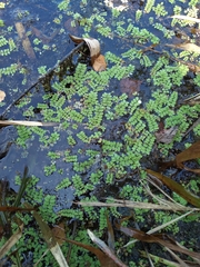 Salvinia natans
