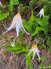 Erythronium montanum