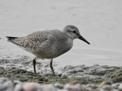 Calidris canutus