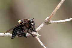 Mallophora leschenaulti
