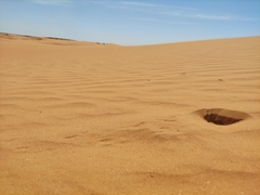 Phrynocephalus guttatus