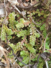 Selaginella denticulata