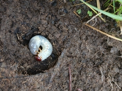 Phyllophaga