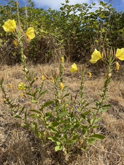 Oenothera elata