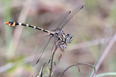 Phyllogomphoides stigmatus