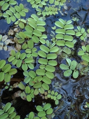 Salvinia natans