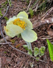 Pulsatilla occidentalis