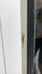 Conocephalus fasciatus