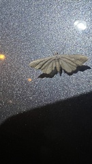 Eupithecia absinthiata