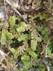 Selaginella denticulata