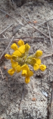 Calobota
