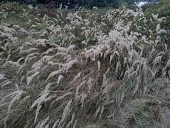 Calamagrostis
