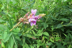 Desmodium canadense