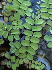 Salvinia natans
