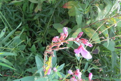 Desmodium canadense