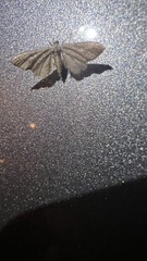 Eupithecia absinthiata