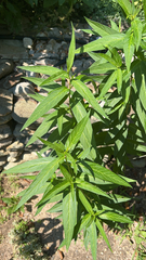 Asclepias incarnata