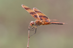 Celithemis eponina