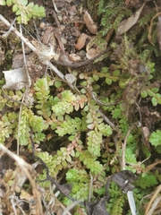 Selaginella denticulata
