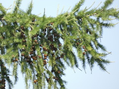 Larix decidua