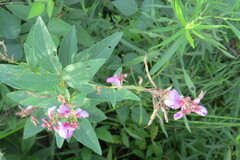 Desmodium canadense