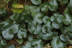 Asarum europaeum