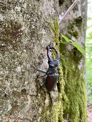 Lucanus cervus