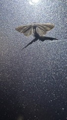 Eupithecia absinthiata