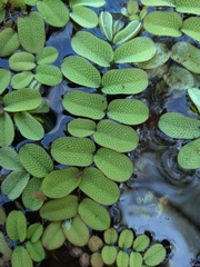 Salvinia natans