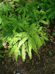Adiantum pedatum
